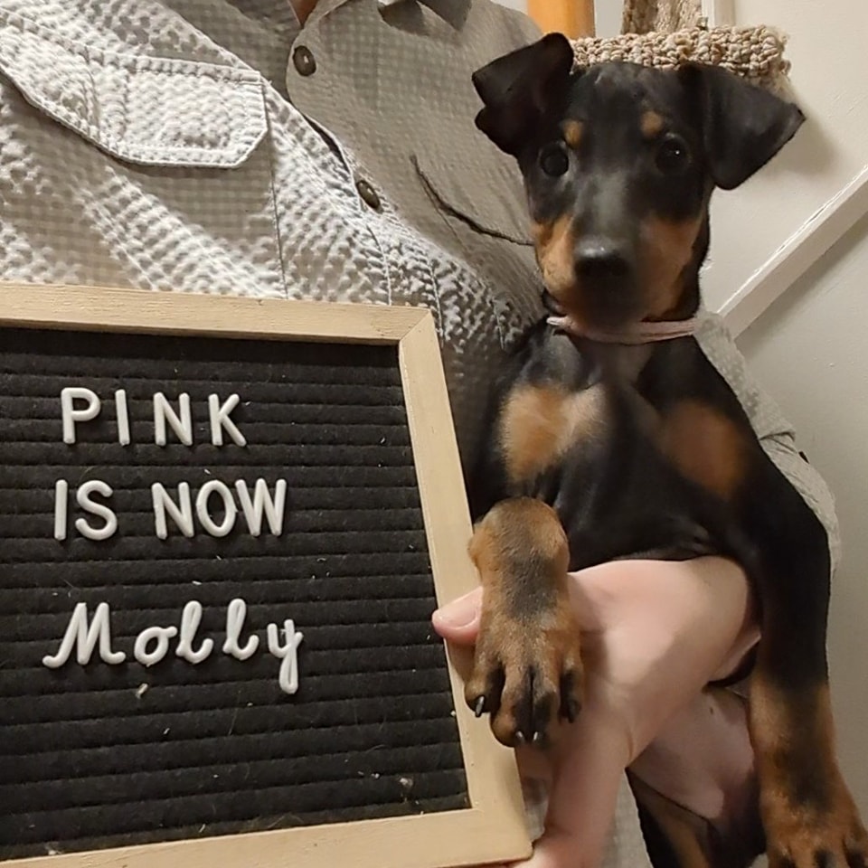 Pink is now Molly, Curlious Machien Gun Molly