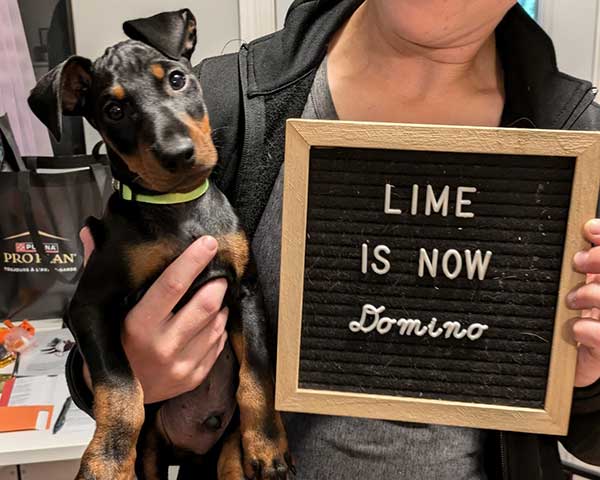 Lime is now Domino, Am/Can CH Curlious I'll Never Leave Your Pizza Burning ETD