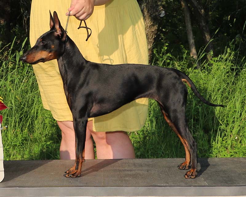 Roulette winning her first points in Canada | Curlious I Call The Shots At Daredevil NS ETD SD-S