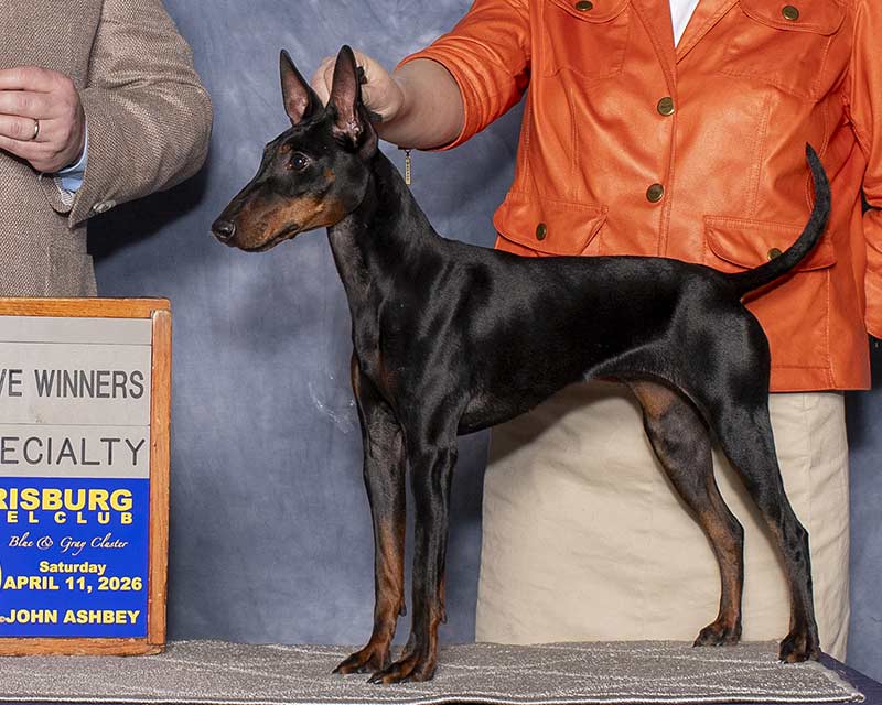 Yolo's Major Reserve at the Delaware Valley Manchester Terrier Club specialty, judge Jason Hoke | Curlious I'll Give It A Shot