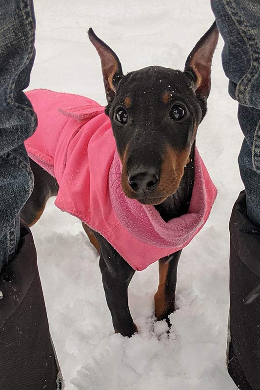 A CKC registered manchester terrier pup in a pink coat views the world from behind it's owners boots